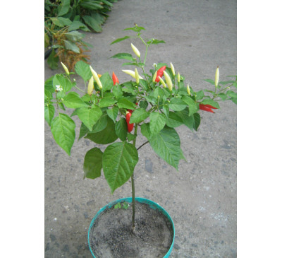 Насіння перцю гіркого Аджи Баккатум різнокольоровий (Pepper Aji Omnicolor Baccatum)